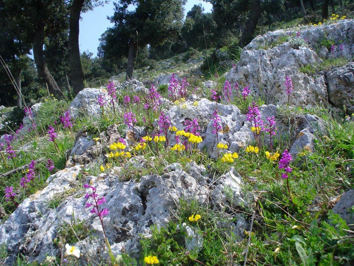 La Vie En Rose Mattinata Διαμέρισμα Εξωτερικό φωτογραφία