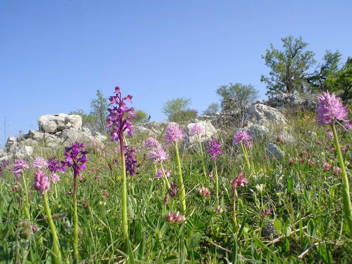 La Vie En Rose Mattinata Διαμέρισμα Εξωτερικό φωτογραφία